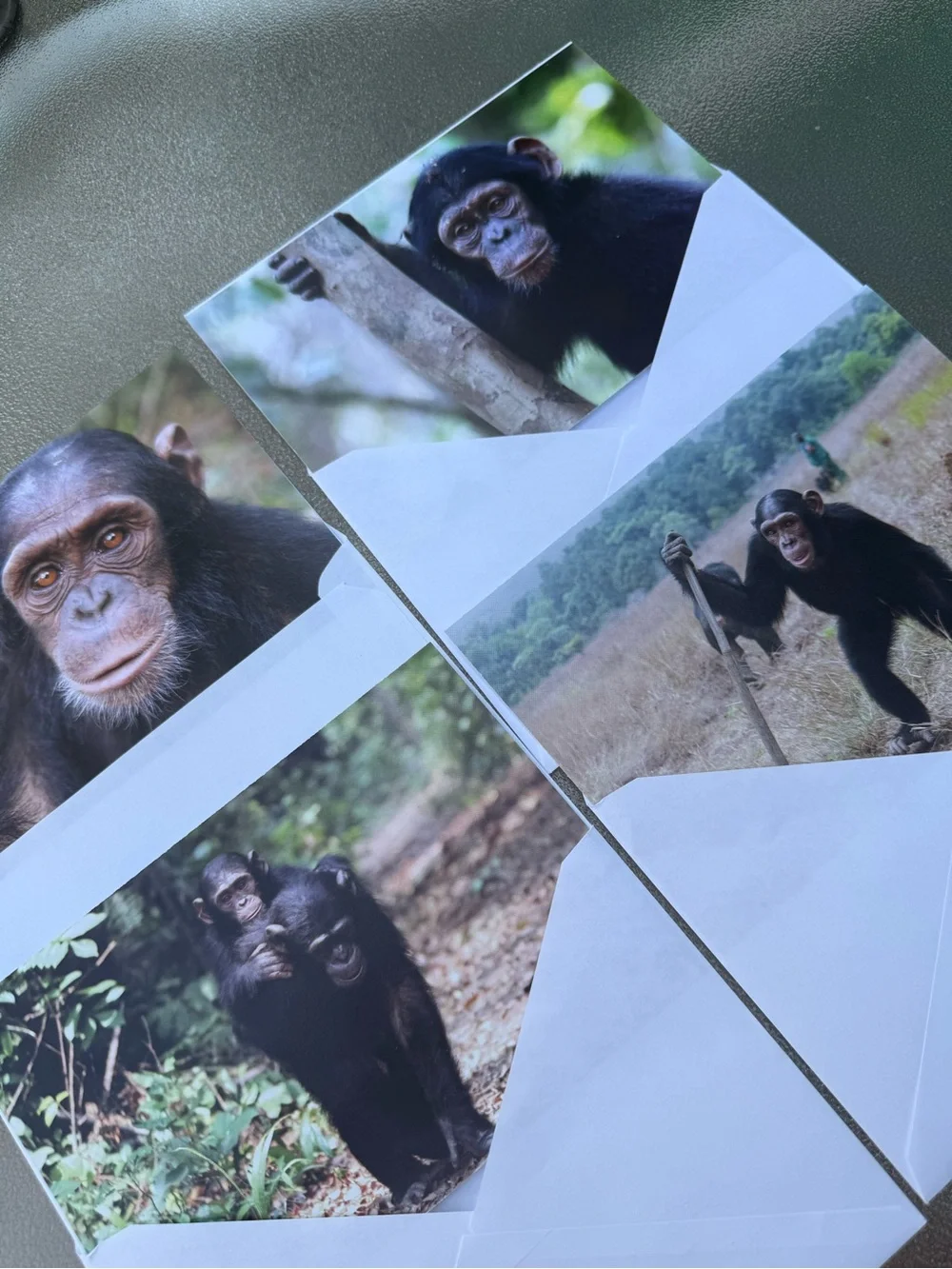 Jane Goodall Institute Greeting Cards Photo Print, Blank, Set 4